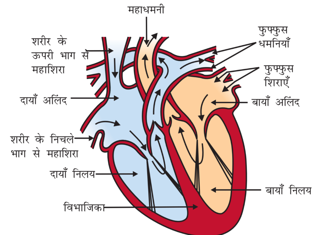 CLASS 10 SCIENCE CHAPTER 6 NOTES IN HINDI PDF visual data 4